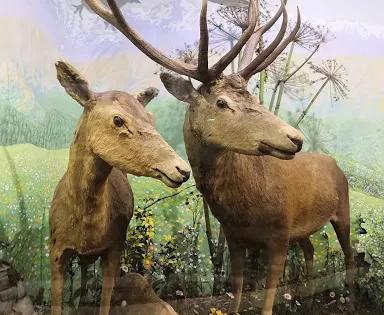 索契歷史博物館