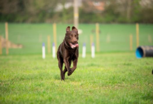 Pool Dog Park景点图片