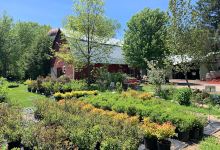 Branch Landscape Nursery购物图片