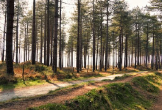 Coedwig Niwbwrch / Newborough Forest景点图片