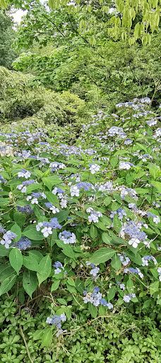 Geografisk Have-科灵