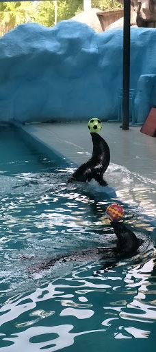 Seal and Penguin Park-宋卡