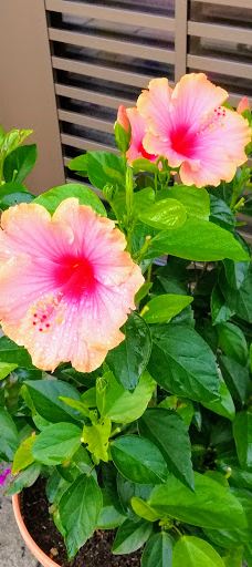 十和田市中央公园-十和田市