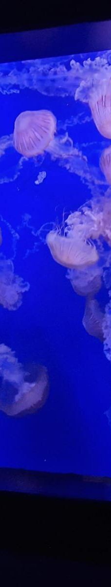 瓦伦西亚海洋公园-瓦伦西亚