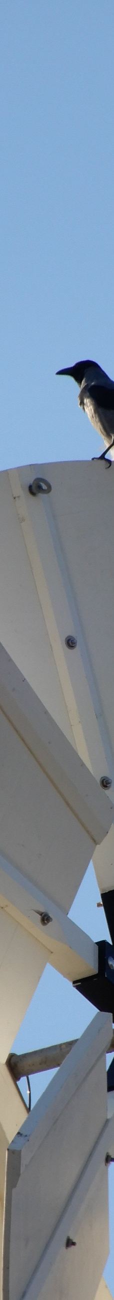 蒙蒂菲奥里风车-耶路撒冷