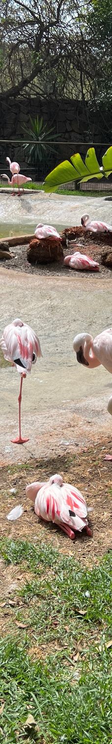 Selwo Aventura-埃斯特波纳