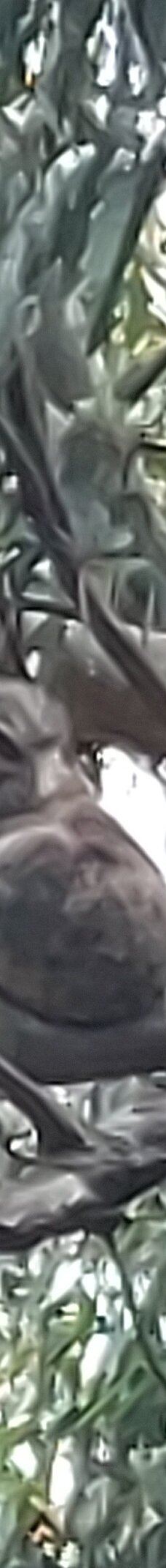 坎尼特河沿岸考拉步行道-Kennett River