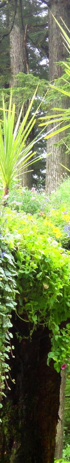 Glacier Gardens Rainforest Adventure-朱诺