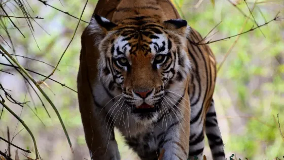 Tiger and Lion Safari, Shimoga