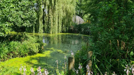 Westonbury Mill Water Gardens
