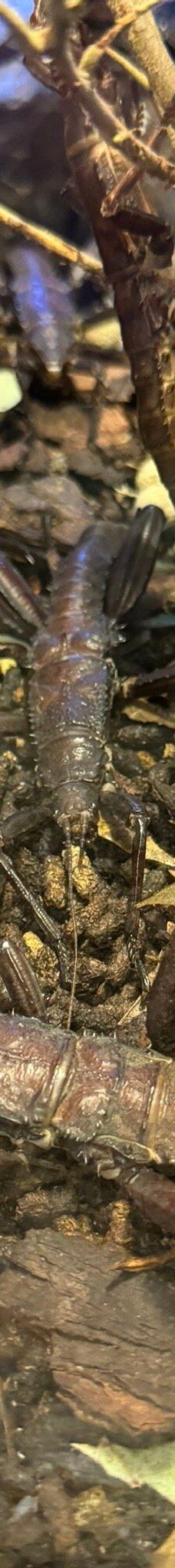 Casa delle Farfalle-米兰马瑞提那