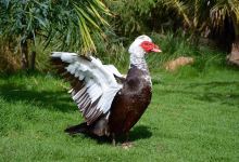 Viveiro, Botanical Garden & Zoo di Terra景点图片
