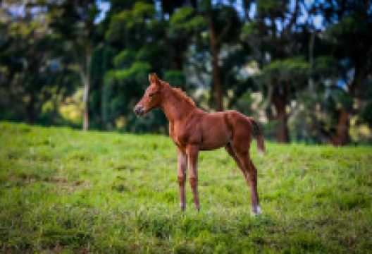 Haras Cerro Punta景点图片