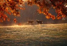 Hermitage Farm景点图片