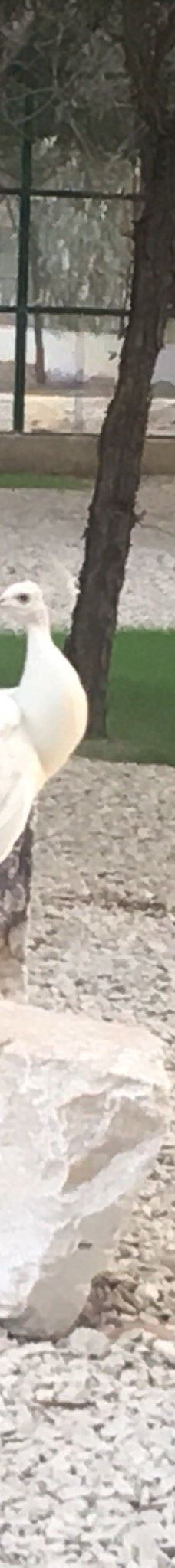 Bandarabbas Birdgarden-阿巴斯港