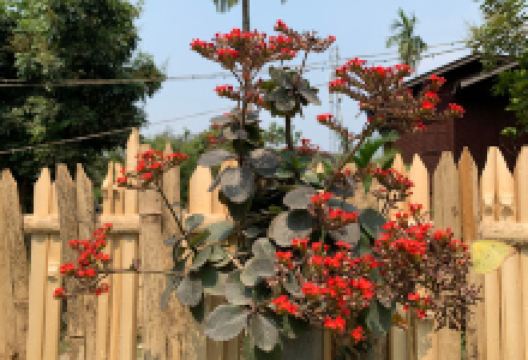 Rosner Garden景点图片