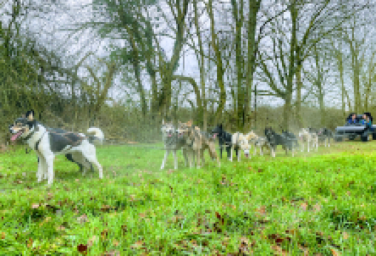 HUSKY D'ANJOU: LE MONDE DU CHIEN DE TRAÎNEAU景点图片