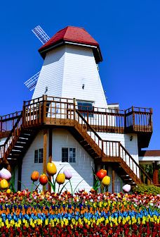 Sinan Tulip Festival-新安郡