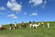AlpakaGlück Melchingen景点图片