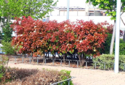 cohete, el vivero Park景点图片