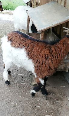 Wildgehege Meßstetten-佐勒纳尔布县