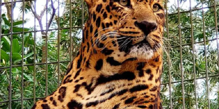 Endangered Animal Rescue Sanctuary