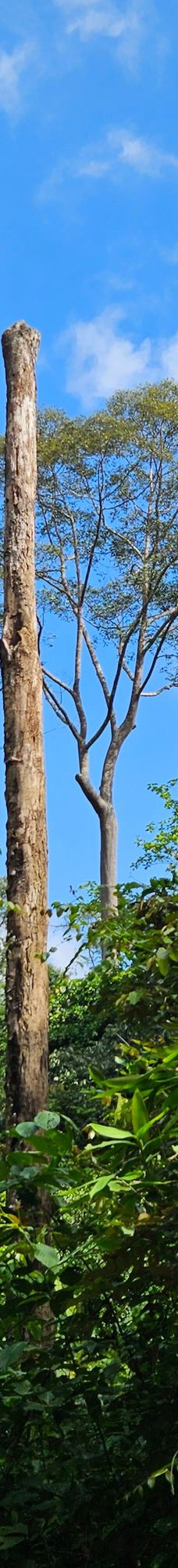 京那巴当岸河-基纳巴唐岸