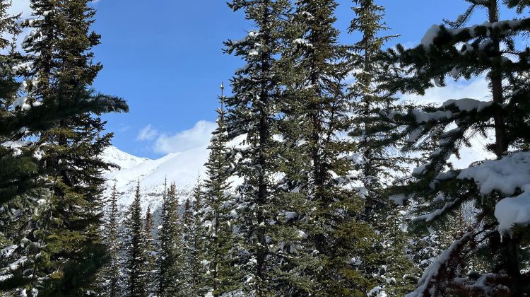 5-Day Summer Vancouver Tours·Banff National Park + Jasper National Park + Maligne Lake | Free Drop-off Airport