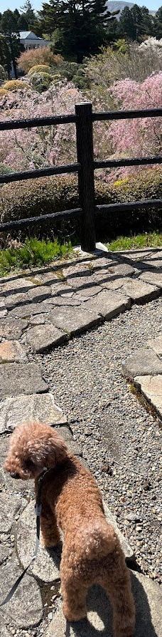 恩赐箱根公园-箱根