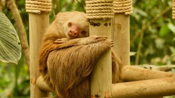Selvatura Adventure Park