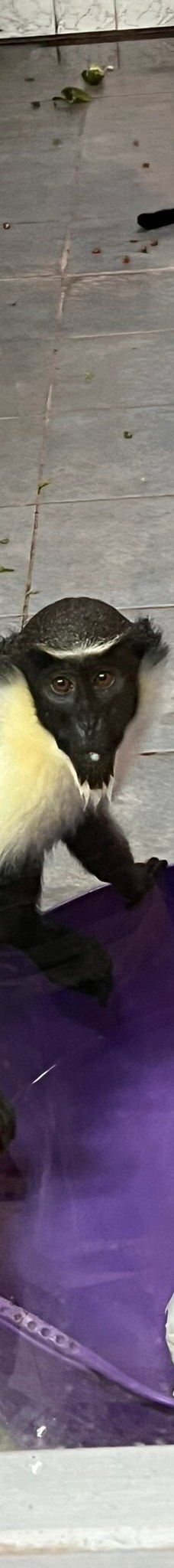 Twycross Zoo-阿瑟斯通