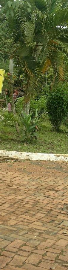 Parque Ambiental Chico Mendes-里奥布朗库