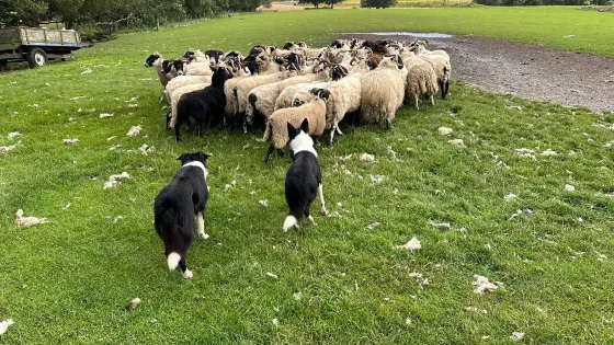 Working Sheepdogs