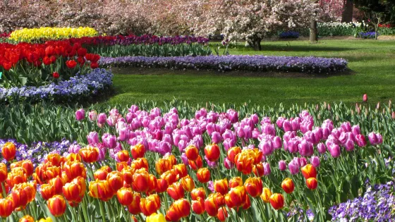 Tulip Top Gardens