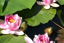 Hana Fantasia景点图片