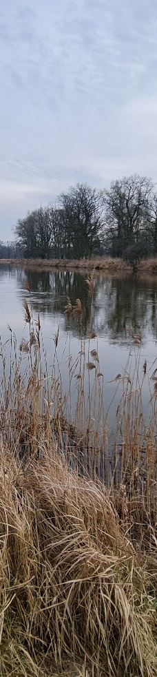 Rogalin Landscape Park-伯灵顿