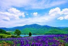 金山湖薰衣草园景点图片