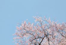 虎尾桜景点图片