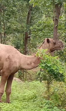 Gaurela-Pendra-Marwahi-比拉斯普