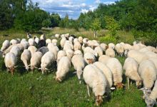 Pastoralisme景点图片