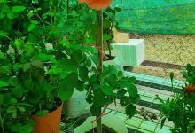 Ong Nursery购物图片