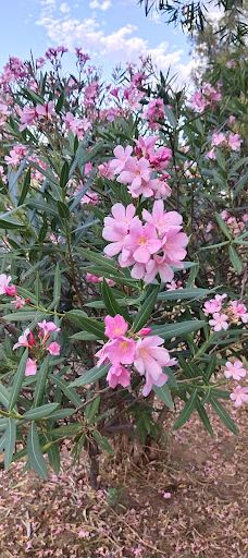 Canowindra Memorial Park-卡南德拉
