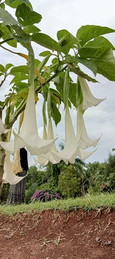 Mahar EntHtooKanThar Pagoda Garden-眉谬