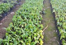 VIVERO DE CACAO NAGUA购物图片