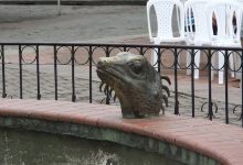 iguana Central Park景点图片
