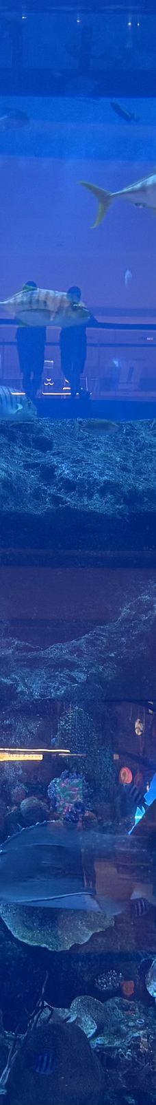 迪拜水族馆和水下动物园-迪拜