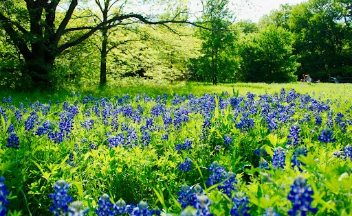 Elmer W. Oliver Nature Park
