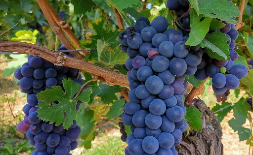Cantine  Fontanile