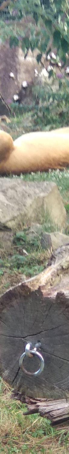 海德堡动物园-海德堡