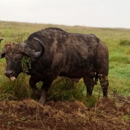 肯尼亚内罗毕+桑布鲁+地狱之门国家公园+马赛马拉国家保护区11日10晚私家团